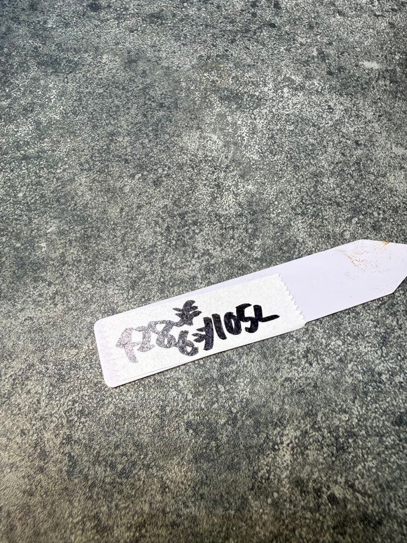 センナ　メリディオナリス　海外実生　発根済み　428