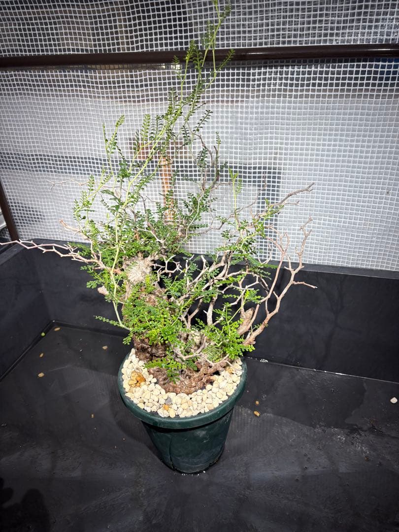 良形 中株 （パキプス）／発根済／双頭気味・塊根迫力◎／枝ぶり豊富