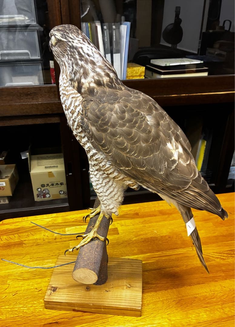 オオタカの剥製 木製スタンド付き