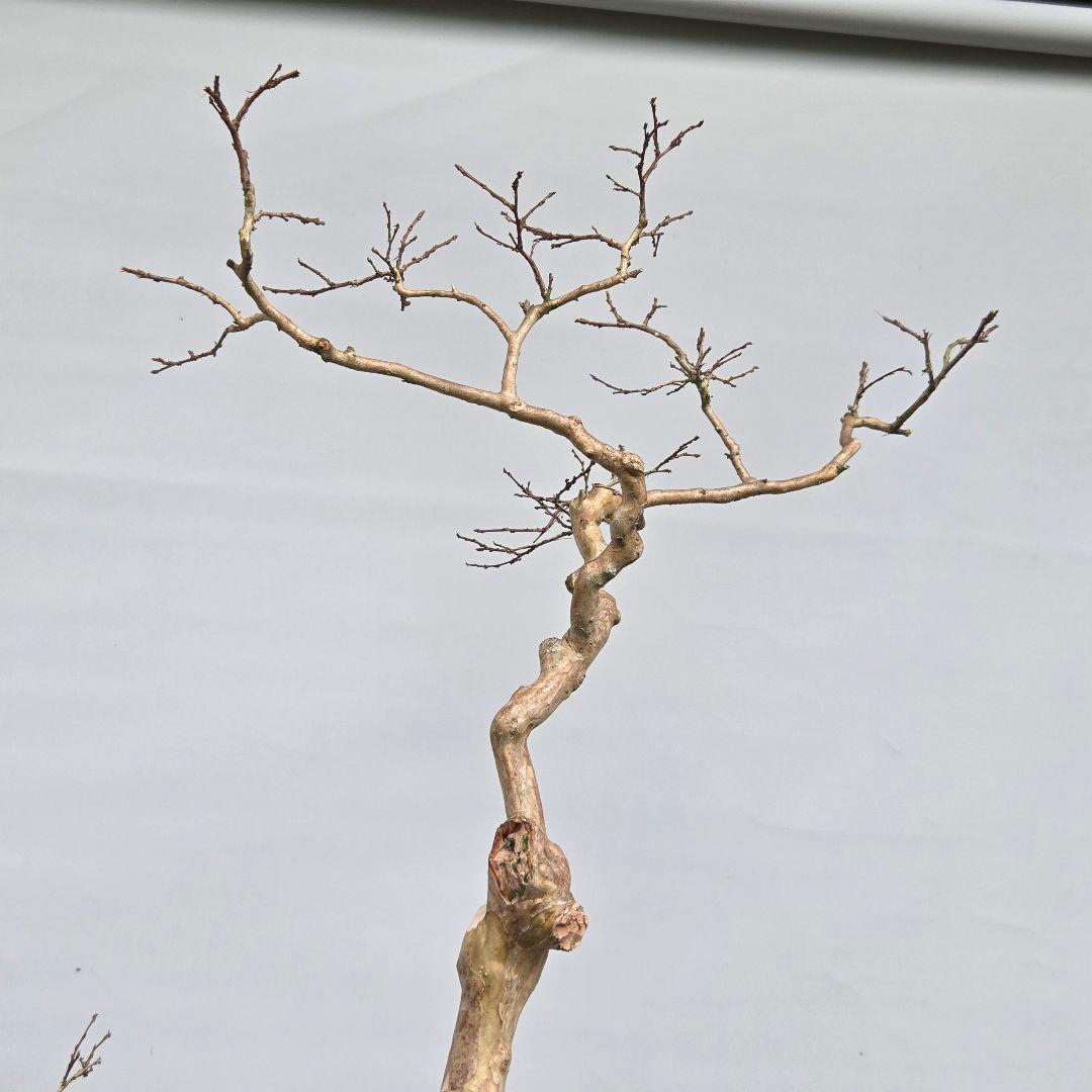 サルスベリ　(白花)　[双幹木]　大品盆栽