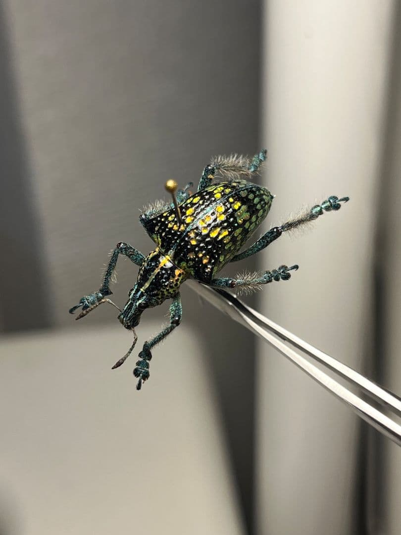 Entimus sp.ホウセキゾウムシホウセキヒメカタゾウムシ昆虫標本