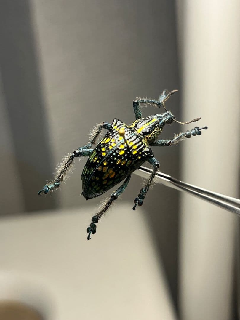 Entimus sp.ホウセキゾウムシホウセキヒメカタゾウムシ昆虫標本