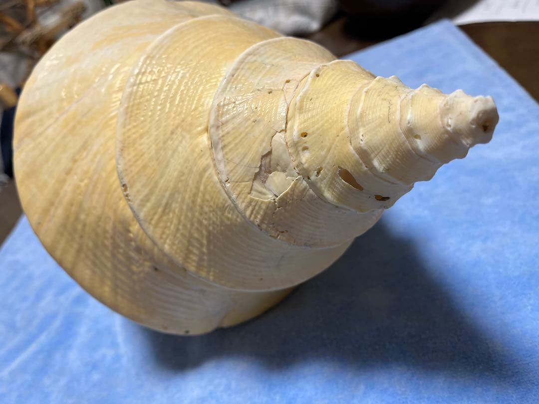 アラフラオオニシ貝　ホラ貝　特大約54cm