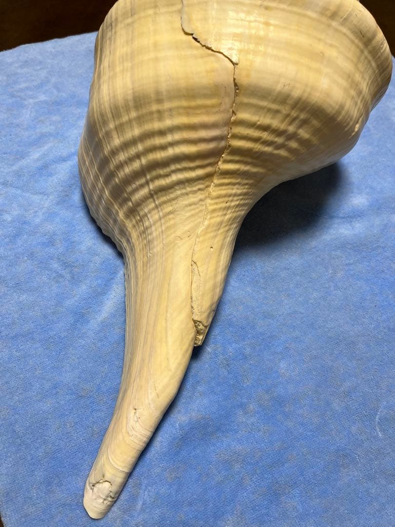 アラフラオオニシ貝　ホラ貝　特大約54cm