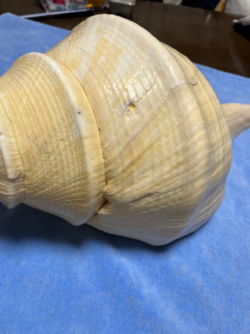 アラフラオオニシ貝　ホラ貝　特大約54cm