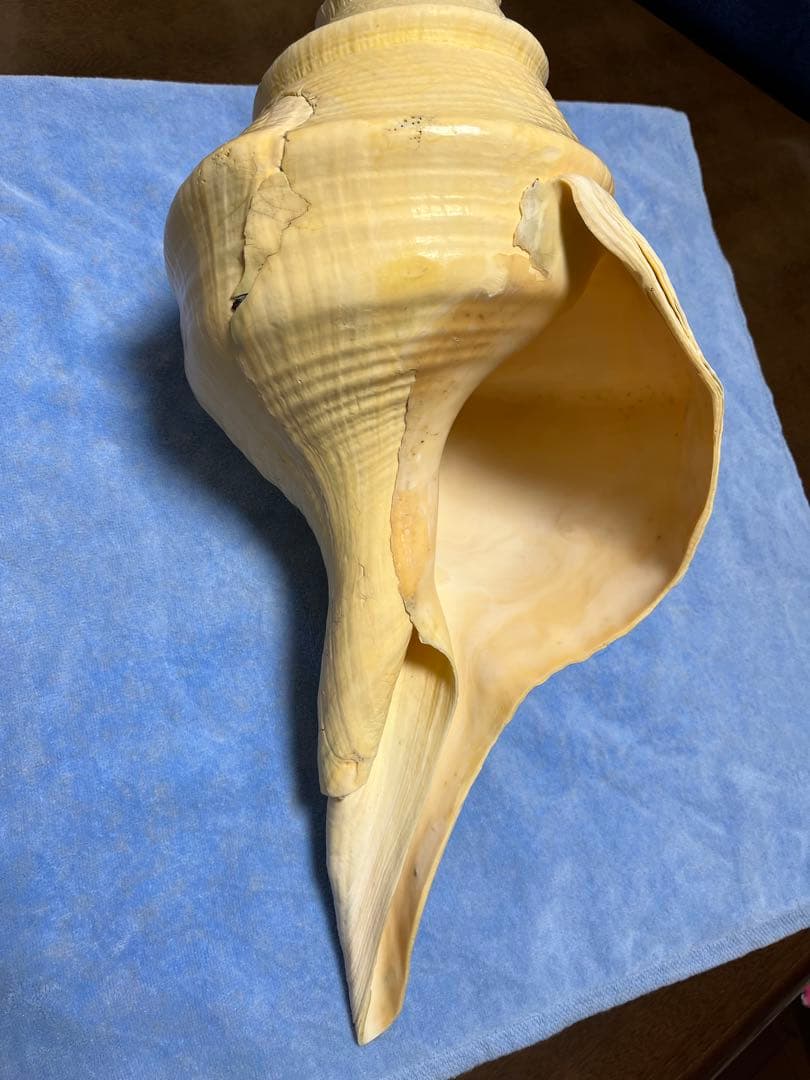 アラフラオオニシ貝　ホラ貝　特大約54cm